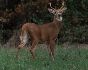 Young buck