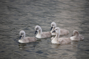 Höckerschwan / Mute swan / Cygnus olor..