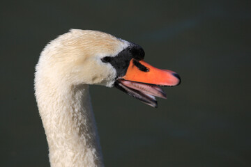 Höckerschwan / Mute swan / Cygnus olor