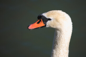 Höckerschwan / Mute swan / Cygnus olor
