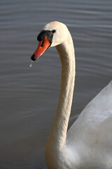 Höckerschwan / Mute swan / Cygnus olor