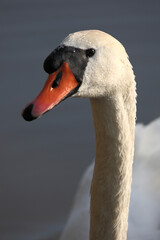 Fototapeta premium Höckerschwan / Mute swan / Cygnus olor