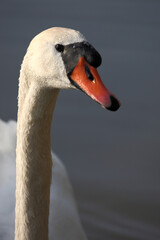 Fototapeta premium Höckerschwan / Mute swan / Cygnus olor