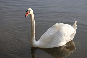 Höckerschwan / Mute swan / Cygnus olor