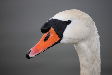 Obraz premium Höckerschwan / Mute swan / Cygnus olor