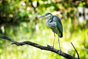 Great Blue Heron perched on a branch over a shallow marsh along the St. Lawrence River.