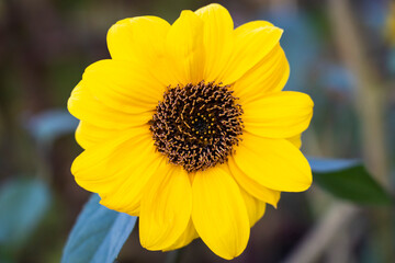 Close-up of a beautiful sunflower blooming.