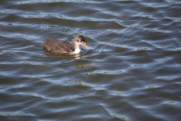 Blässhuhn / Eurasian coot / Fulica atra.