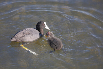 Blässhuhn / Eurasian coot / Fulica atra.