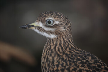 Kaptriel / Spotted thick-knee / Burhinus capensis
