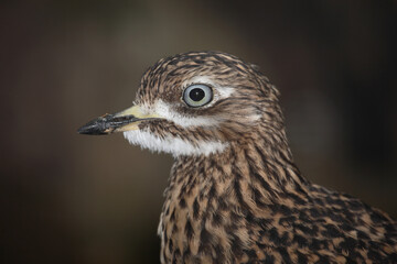 Kaptriel / Spotted thick-knee / Burhinus capensis