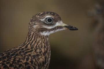 Kaptriel / Spotted thick-knee / Burhinus capensis
