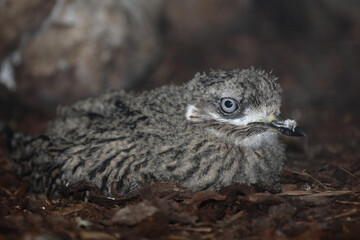 Kaptriel / Spotted thick-knee / Burhinus capensis.