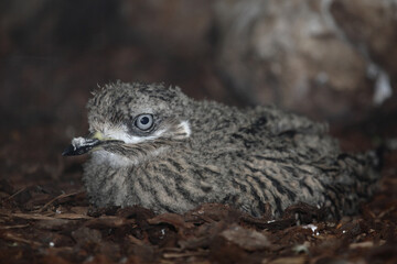 Kaptriel / Spotted thick-knee / Burhinus capensis.