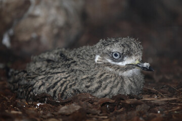 Kaptriel / Spotted thick-knee / Burhinus capensis.