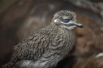 Kaptriel / Spotted thick-knee / Burhinus capensis.