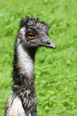 Gro&szlig;er Emu / Emu / Dromaius noveabollandiae