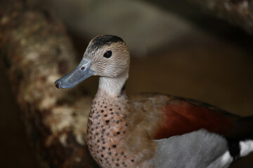 Rotschulterente / Ringed teal / Callonetta leucophrys..