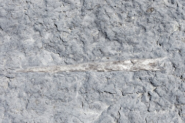A close-up of a fossilized cephalopod.