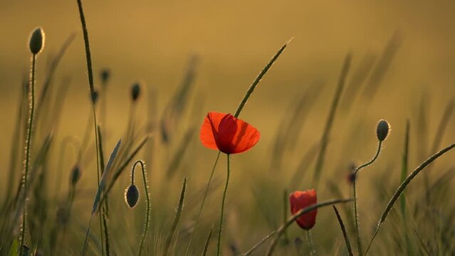 Mohn