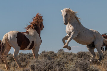 Pair of Wild Horse Stallions Fighting in the Wyoming Desert in Autumn