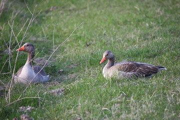 Graugans / Greylag goose / Anser anser