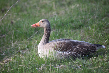 Graugans / Greylag goose / Anser anser