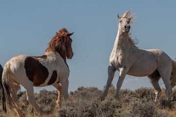 Fototapeta na wymiar Pair of Wild Horse Stallions Fighting in the Wyoming Desert in Autumn