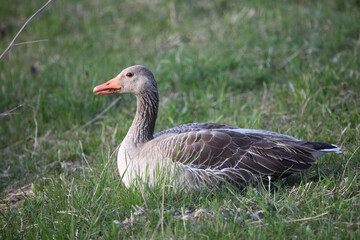 Graugans / Greylag goose / Anser anser