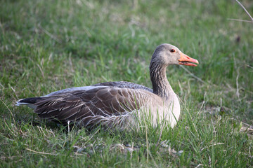 Graugans / Greylag goose / Anser anser