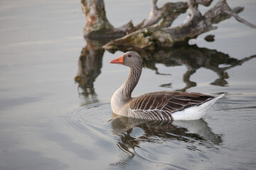 Graugans / Greylag goose / Anser anser
