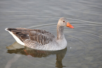 Graugans / Greylag goose / Anser anser