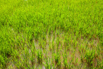 Rice paddy field close up. Cambodia