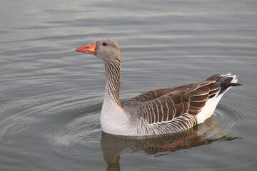 Graugans / Greylag goose / Anser anser