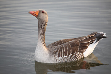 Graugans / Greylag goose / Anser anser