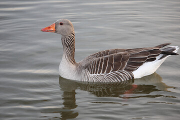 Graugans / Greylag goose / Anser anser