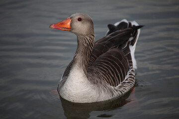 Fototapeta premium Graugans / Greylag goose / Anser anser