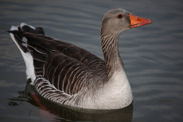 Graugans / Greylag goose / Anser anser