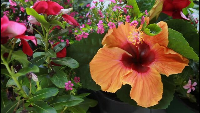 red hibiscus flower in the garden,flower, nature, red, hibiscus, plant, pink, garden, flowers, bloom, flora, blossom, summer, petal, 