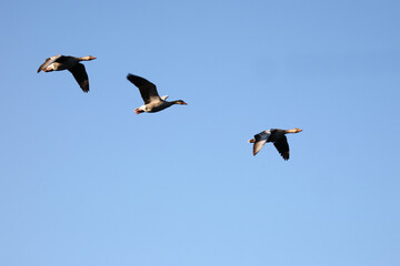 Graugans / Greylag goose / Anser anser.