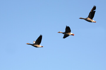 Graugans / Greylag goose / Anser anser.