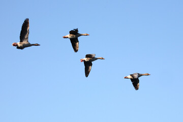 Graugans / Greylag goose / Anser anser.