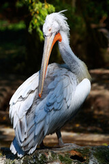 Krauskopfpelikan / Dalmatian pelican / Pelecanus crispus