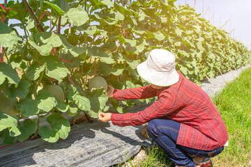 Hand of woman holding melon in garden melon farm,Melons in the garden,Melon fruits and melon plants in a vegetable garden