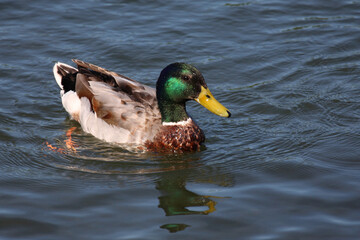 Stockente / Mallard / Anas platyrhynchos