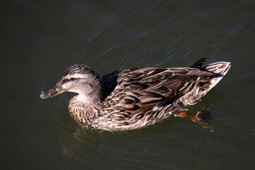 Stockente / Mallard / Anas platyrhynchos