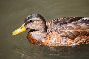 Stockente / Mallard / Anas platyrhynchos