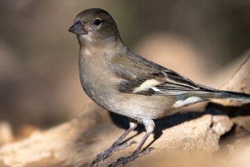 Close-up shot of African Chaffinch (Fringilla coelebs)