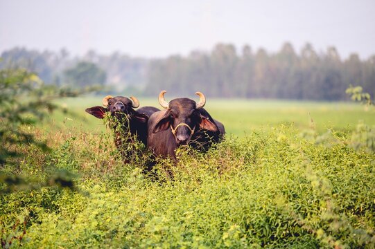 Closeup shot of two Dexter cattle cows on a green grass field on a sunny day