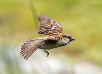 House sparrow in flight withe green background
